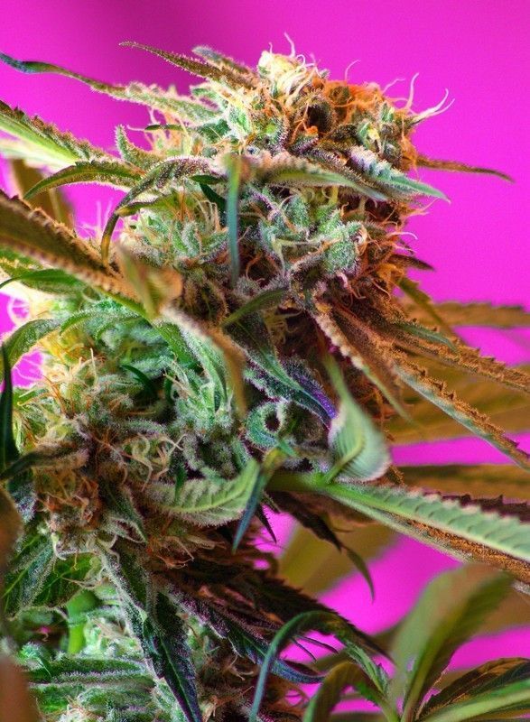 Wild Rose Feminisiert-3 Samen - Seeds24