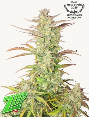 Z-Up Auto-3 Samen - Seeds24