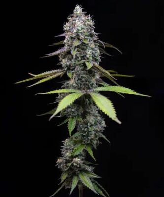 Zoap Feminisiert-3 Samen - Seeds24
