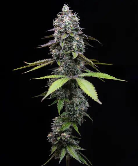 Zoap Feminisiert-3 Samen - Seeds24