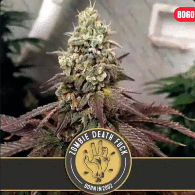 Zombie Death Fuck Feminisiert-3 Samen - Seeds24