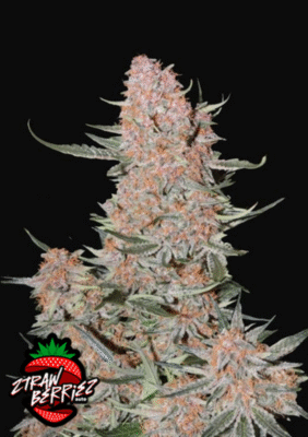 Ztrawberriez Auto-3 Samen - Seeds24