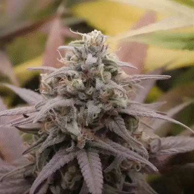 22% auf THC Stecklinge