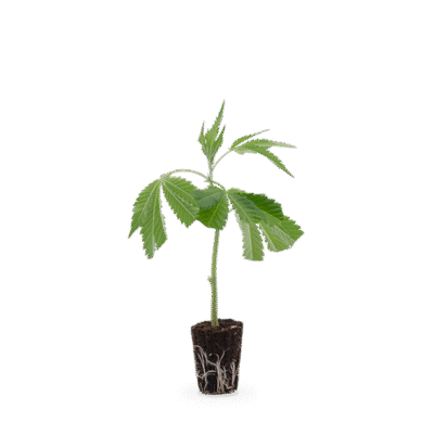 OG Kush - Hanfgarten