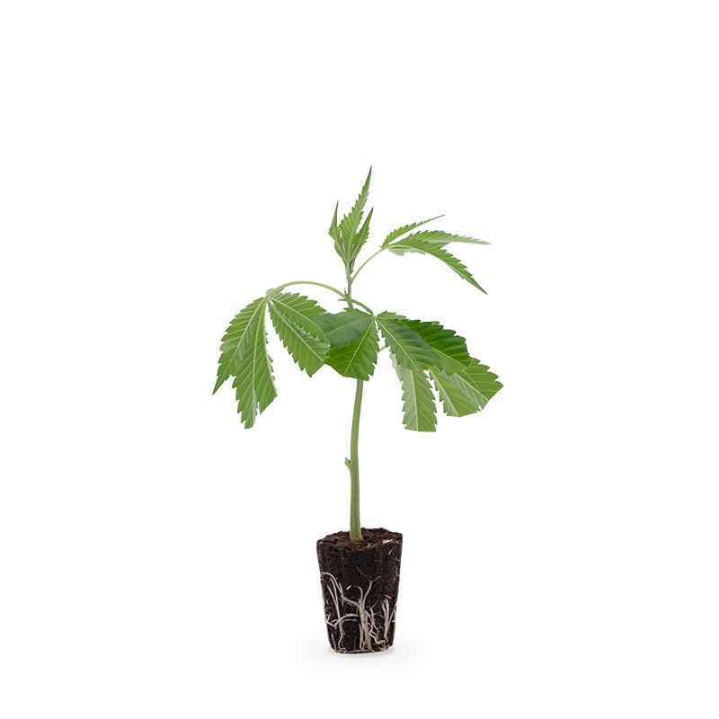 OG Kush - Hanfgarten