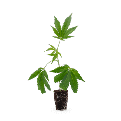 Purple Punch - Hanfgarten