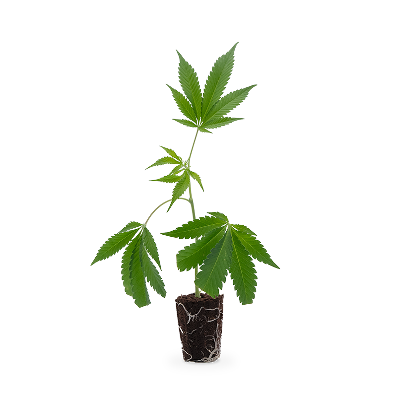 Purple Punch - Hanfgarten