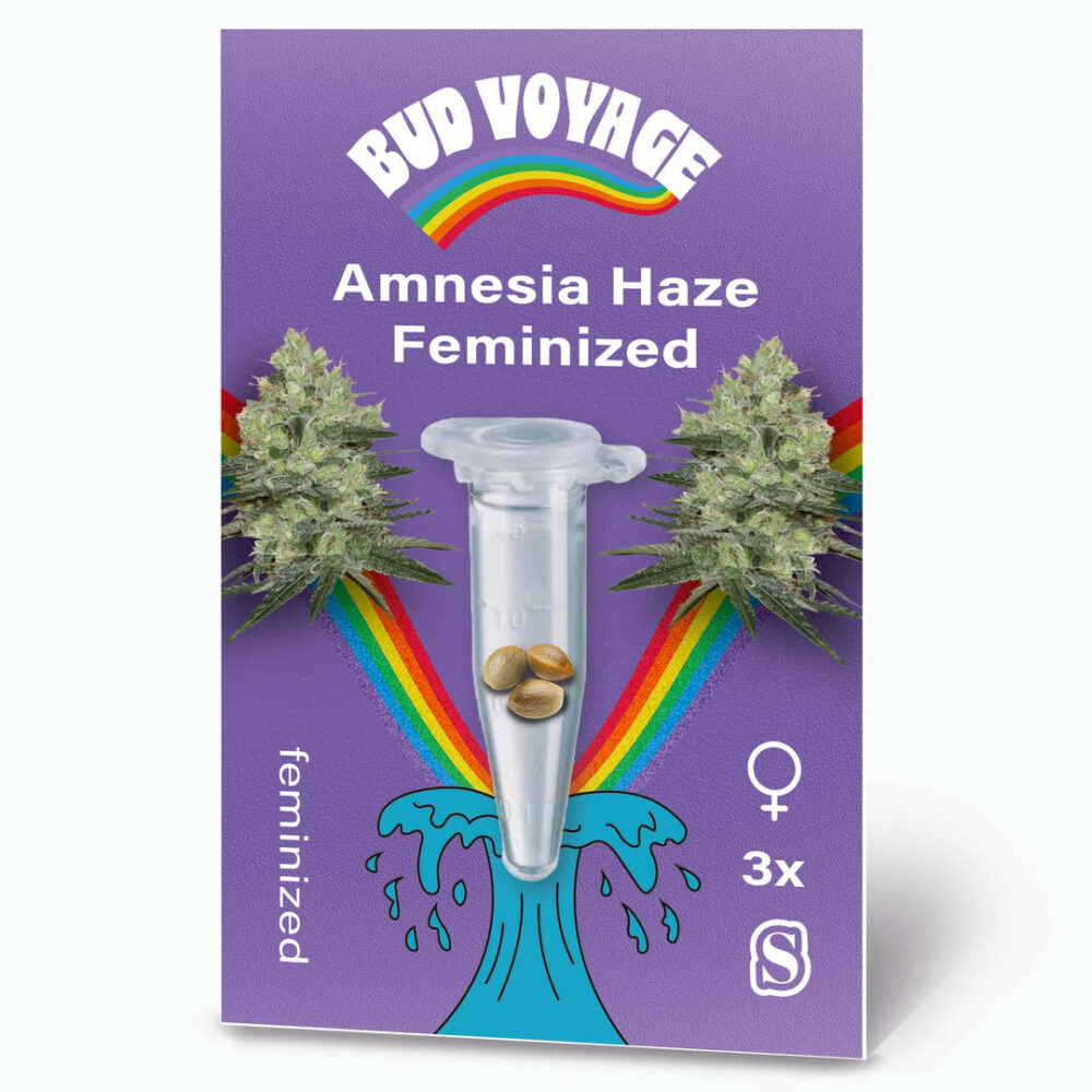 Amnesia Haze Fem Hanfsamen von BudVoyage (kreativ