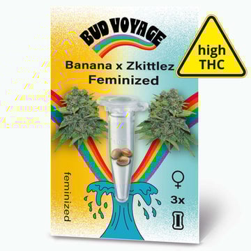 Banana x Zkittlez Fem Hanfsamen von BudVoyage (stark und ausgewogen