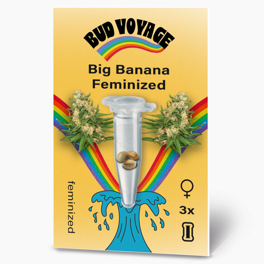 Big Banana Fem Hanfsamen von BudVoyage (Anti-Stress