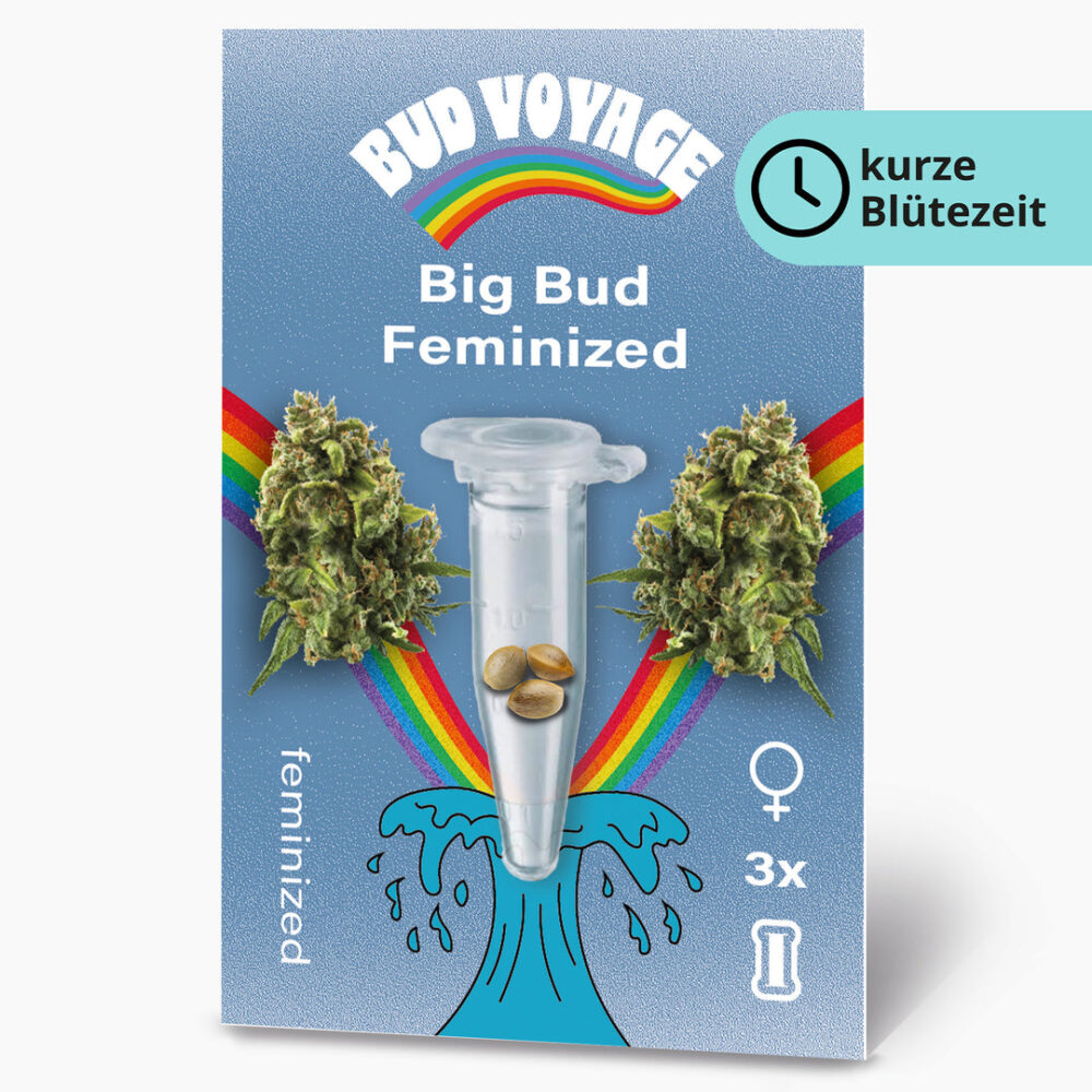 Big Bud Fem Hanfsamen von BudVoyage (beruhigend