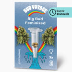 Big Bud Fem Hanfsamen von BudVoyage (beruhigend, ausgeglichen)