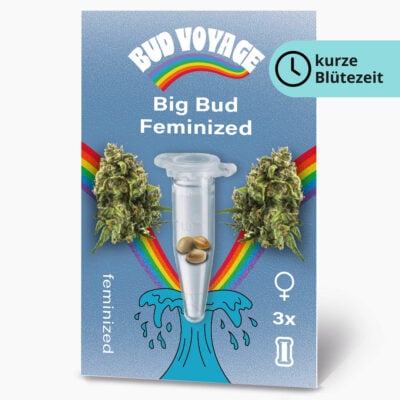 Big Bud Fem Hanfsamen von BudVoyage (beruhigend