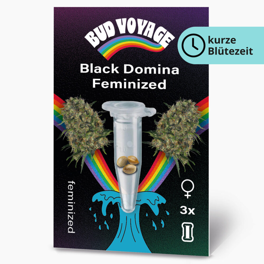 Black Domina Fem Hanfsamen von BudVoyage (tief entspannend