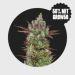 Cali Genetics Gorilla Glue 4 25% THC full season - Happy420