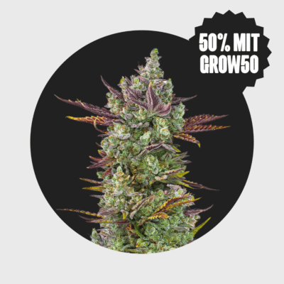 Cali Genetics Gorilla Glue 4 25% THC full season - Happy420