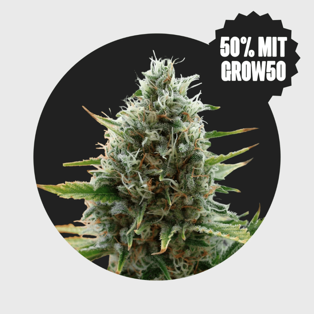 Cali Genetics Papaya 27% THC fast flowering - Happy420