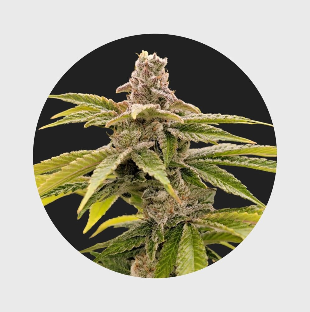 Cali Genetics Strawberry Guava 33% THC fast flowering - Happy420