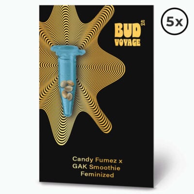 Candy Fumez X GAK Smoothie Fem PREMIUM US Hanfsamen BudVoyage (fruchtig
