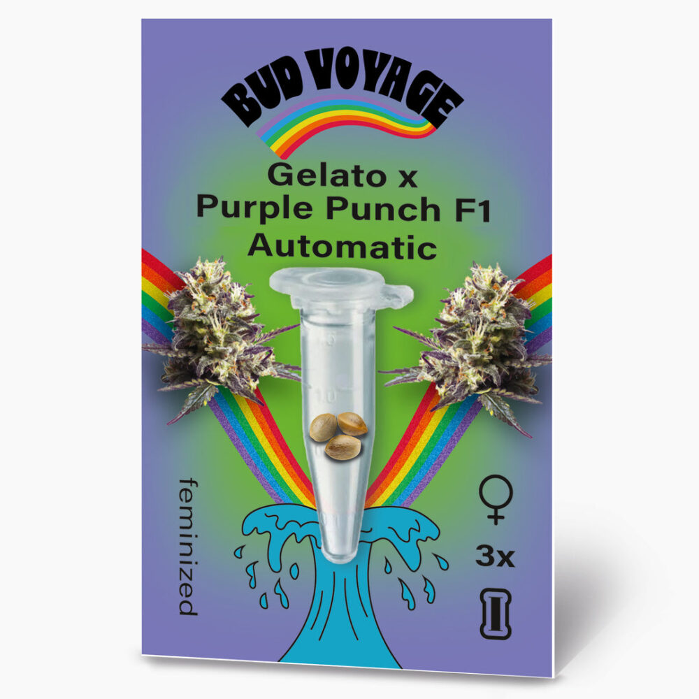 Gelato x Purple Punch F1 Auto Hanfsamen von BudVoyage (entspannend