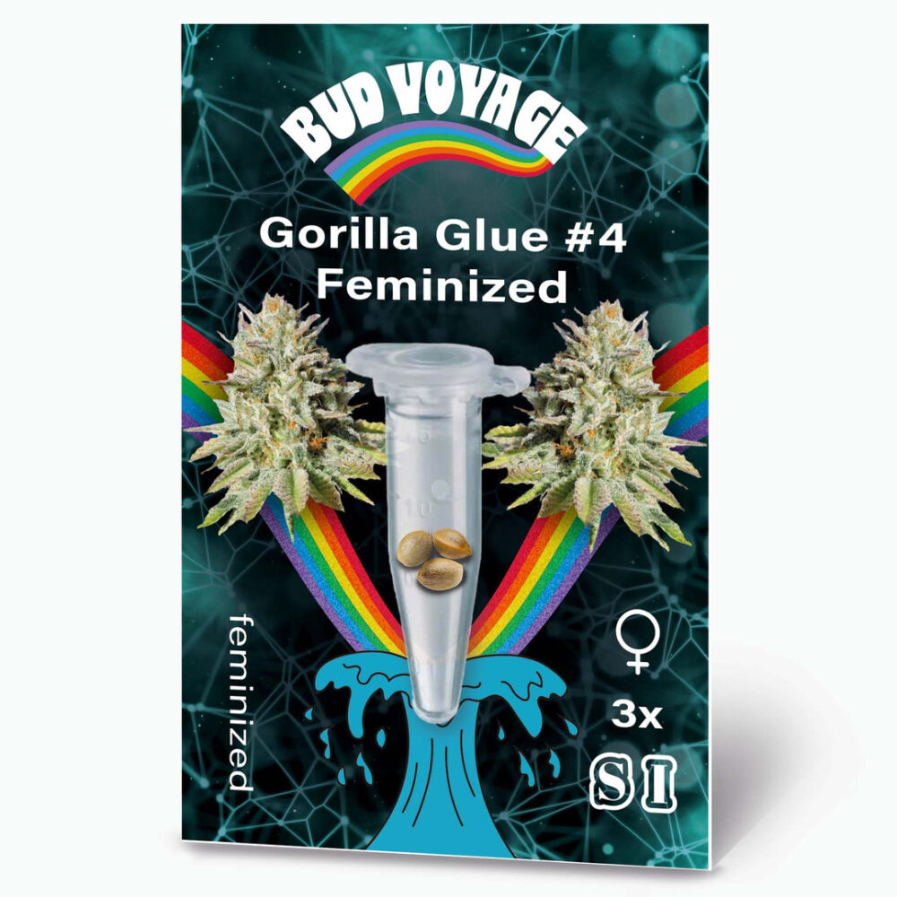 Gorilla Glue Fem Hanfsamen von BudVoyage (entspannend
