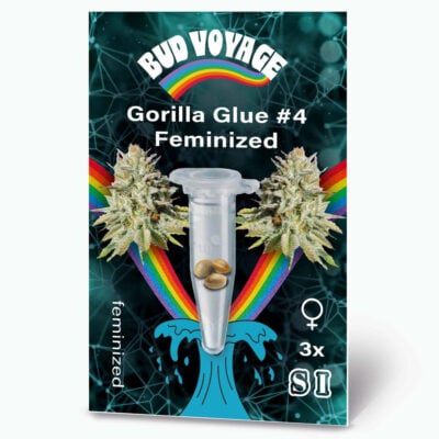 Gorilla Glue Fem Hanfsamen von BudVoyage (entspannend