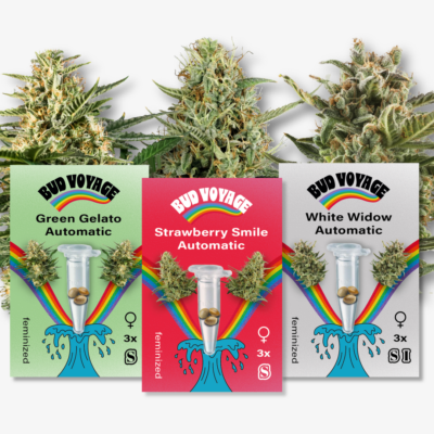 Hanfsamen Bestseller Automatic (3x3 Samen) - HANS Brainfood