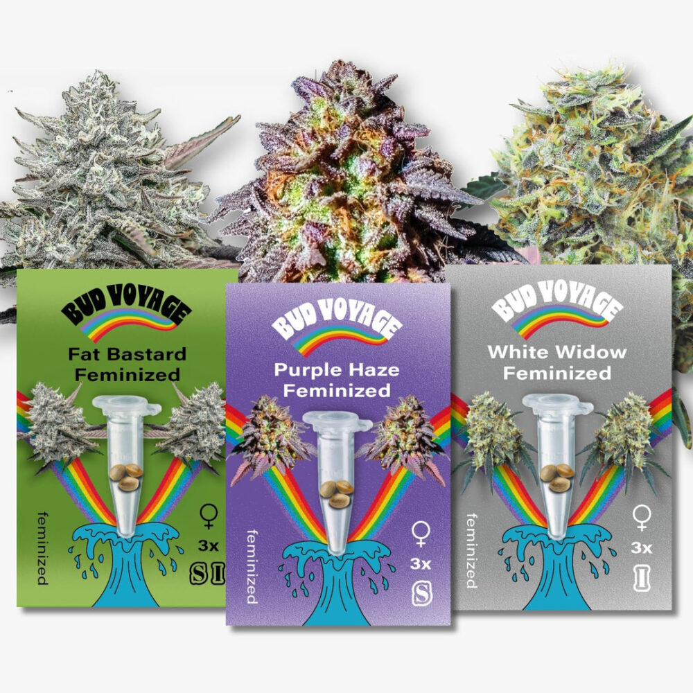 Hanfsamen Bestseller Feminisiert (3x3 Samen) - HANS Brainfood