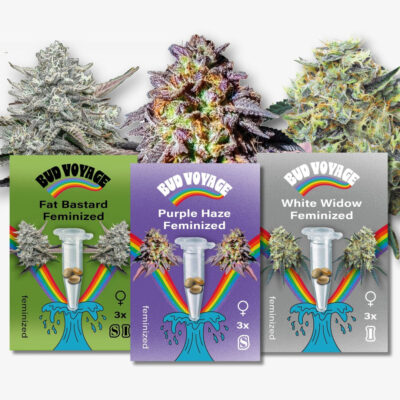 Hanfsamen Bestseller Feminisiert (3x3 Samen) - HANS Brainfood