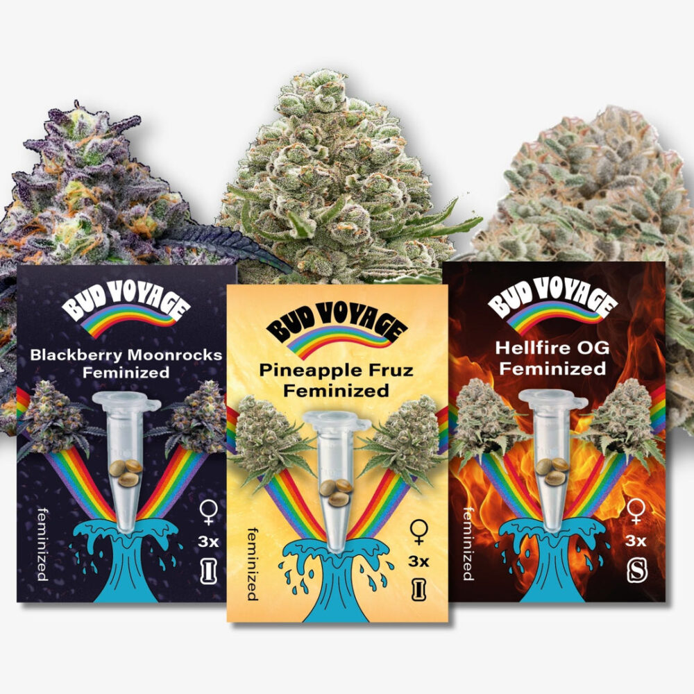 Hanfsamen Bestseller High THC Fem (3x3 Samen) - HANS Brainfood