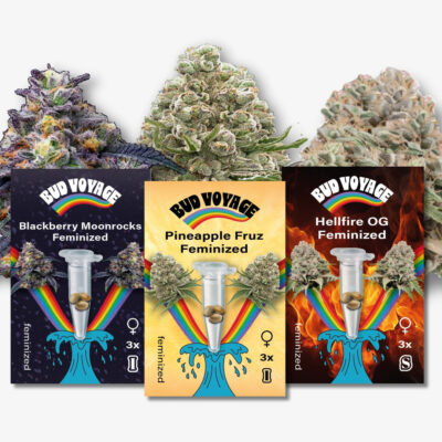 Hanfsamen Bestseller High THC Fem (3x3 Samen) - HANS Brainfood