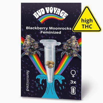Hanfsamen BudVoyage Blackberry Moonrocks Fem (Happy