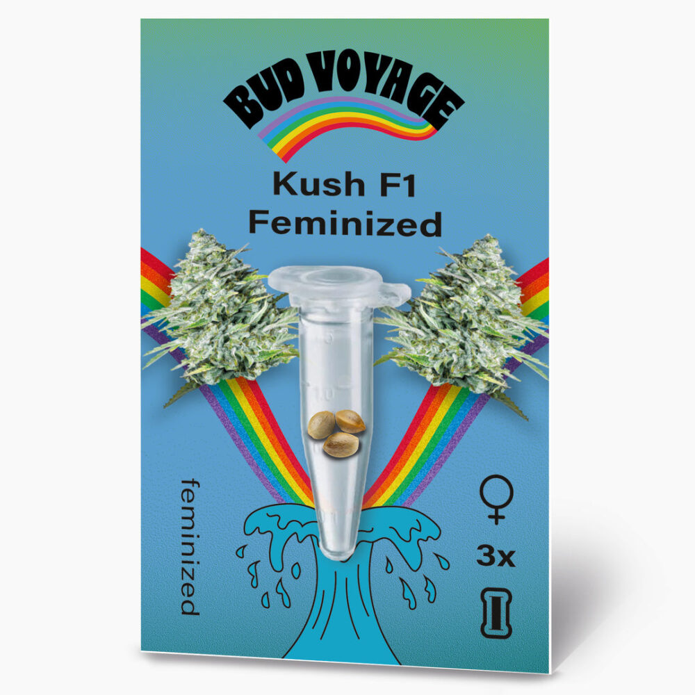 Hanfsamen BudVoyage Kush Original F1 Fem (klassisch