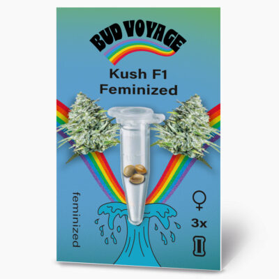 Hanfsamen BudVoyage Kush Original F1 Fem (klassisch