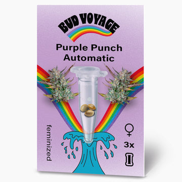 Hanfsamen BudVoyage Purple Punch Auto (körperlich