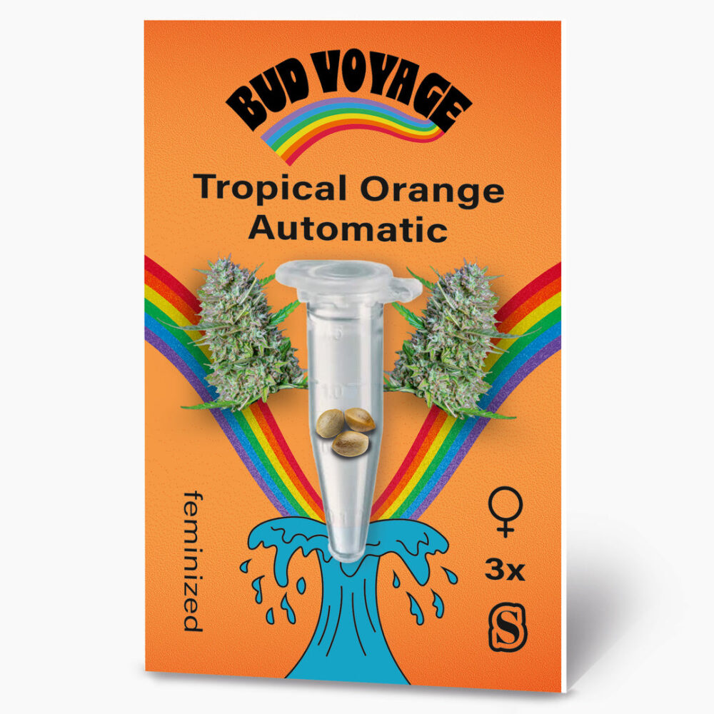 Hanfsamen BudVoyage Tropical Orange Auto (Aufmunternd