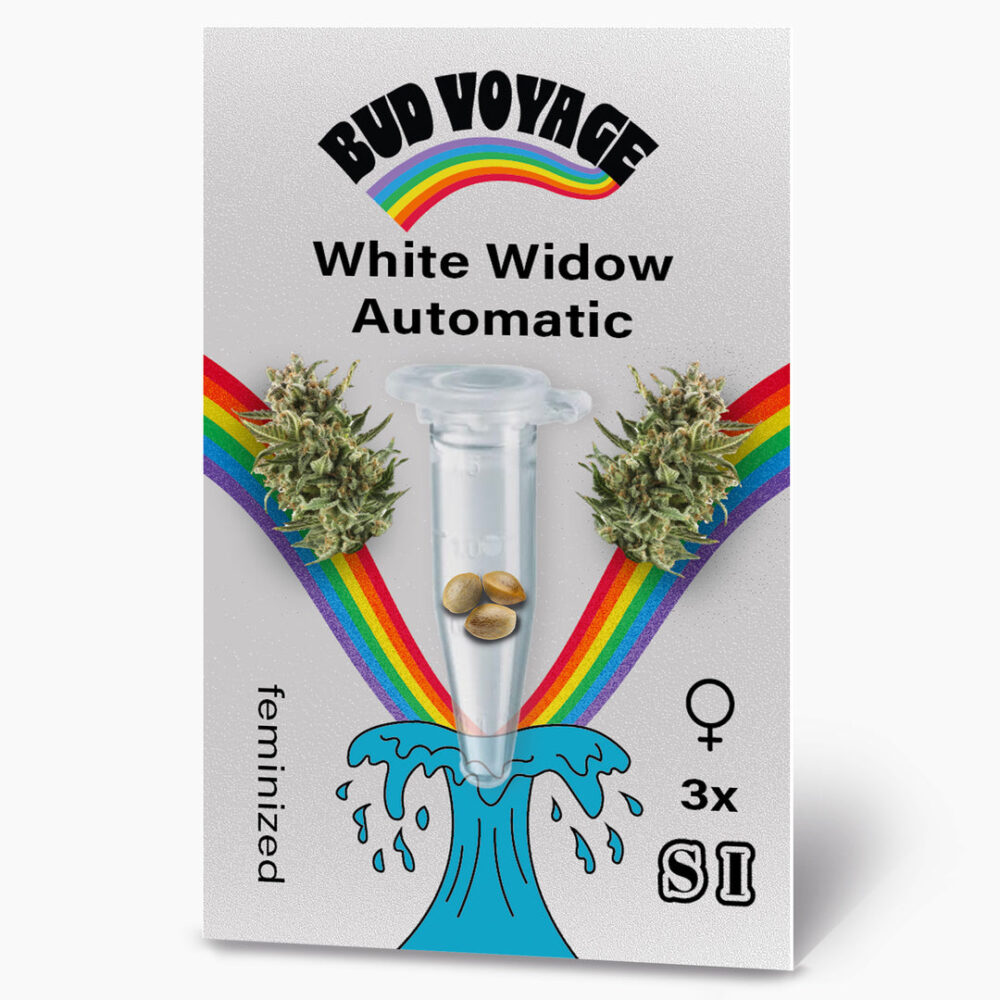 Hanfsamen BudVoyage White Widow Auto (Klassiker
