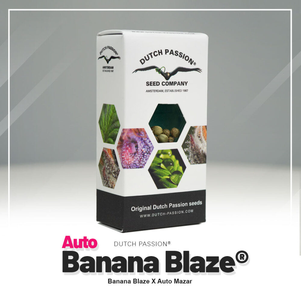Hanfsamen DP Banana Blaze Auto (entspannend