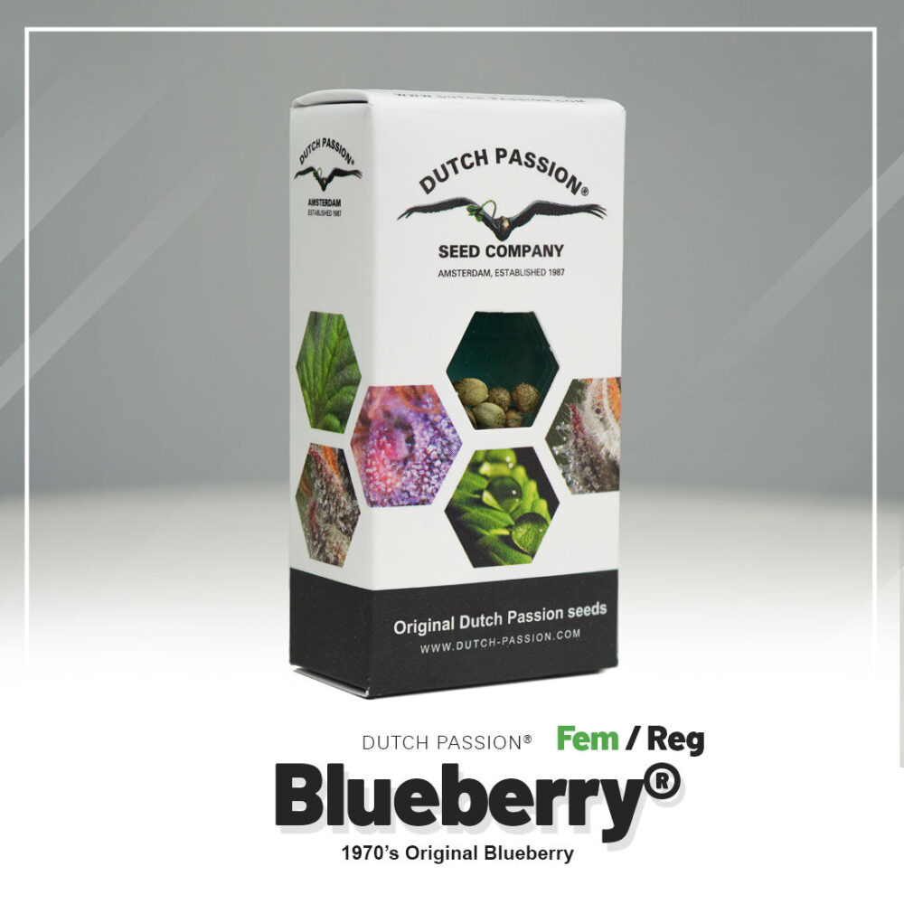 Hanfsamen DP Blueberry Fem (entspannend