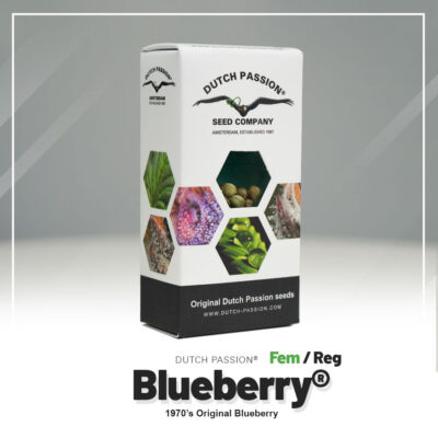 Hanfsamen DP Blueberry Fem (entspannend