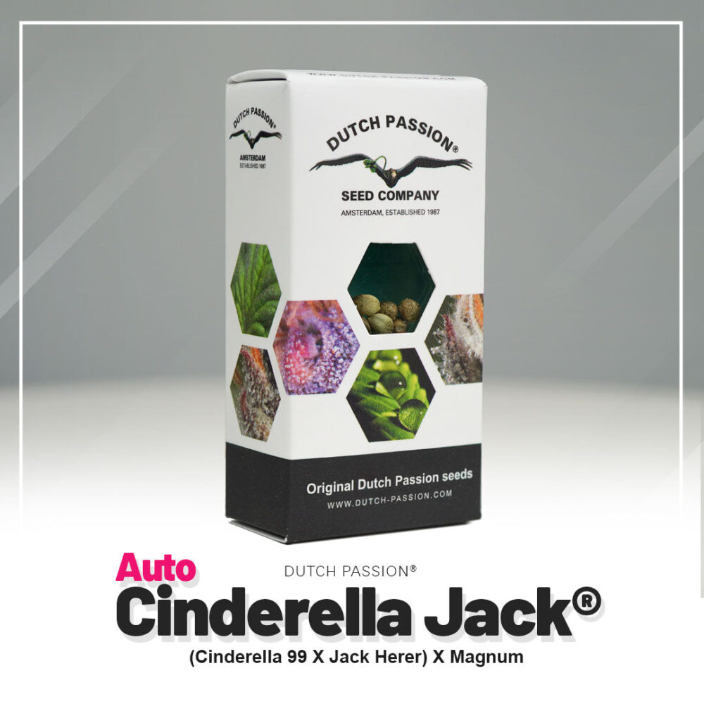 Hanfsamen DP Cinderella Jack Auto (entspannend