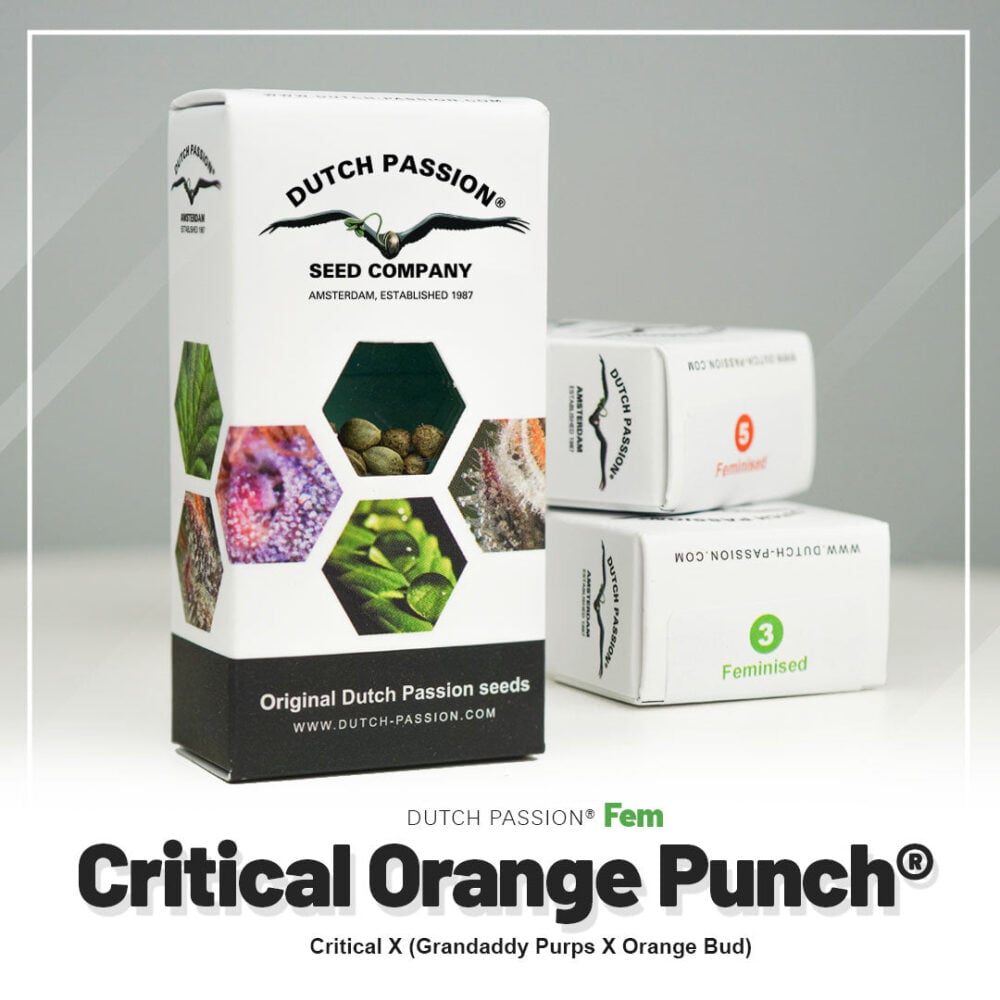Hanfsamen DP Critical Orange Punch Feminisiert (entspannend