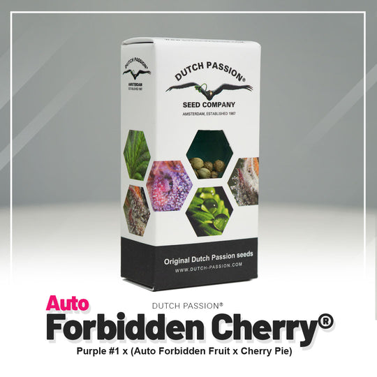 Hanfsamen DP Forbidden Cherry Auto (beruhigend
