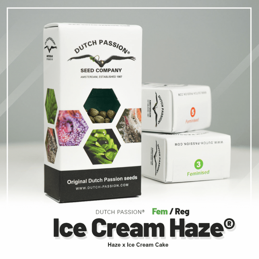 Hanfsamen DP Ice Cream Haze Fem (euphorisch