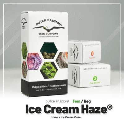 Hanfsamen DP Ice Cream Haze Fem (euphorisch