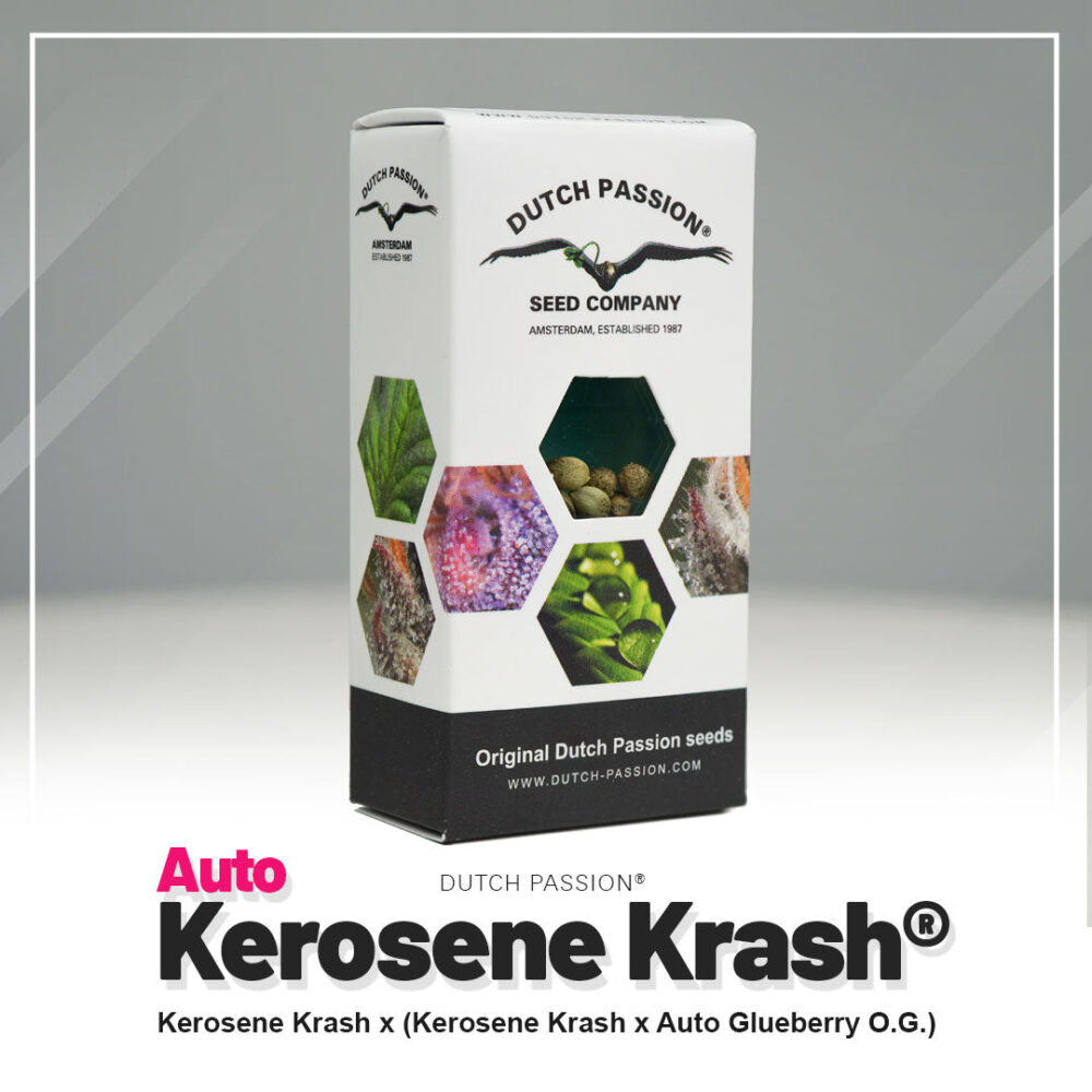 Hanfsamen DP Kerosene Krash Auto (euphorisch