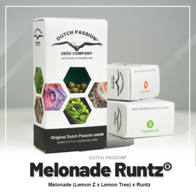 Hanfsamen DP Melonade Runtz Auto (euphorisch