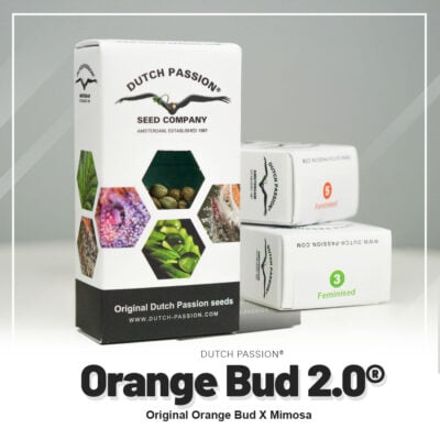 Hanfsamen DP Orange Bud 2.0 Fem (kreativ