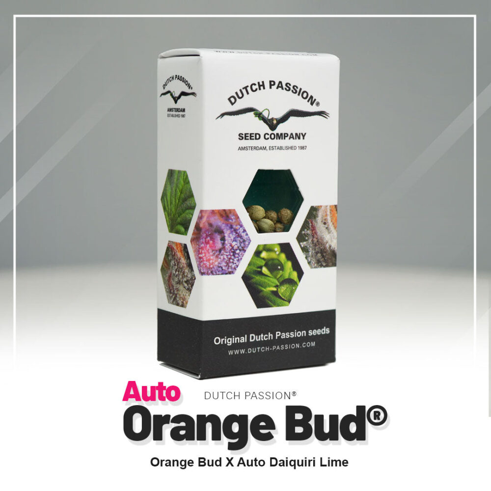 Hanfsamen DP Orange Bud Auto (euphorisch