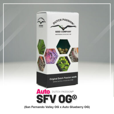 Hanfsamen DP SFV OG Auto (stark